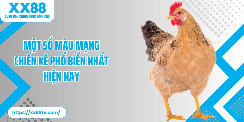 Một số màu mạng chiến kê phổ biến nhất hiện nay